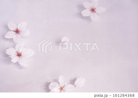 水面に桜の花 水面に桜の花 101264368