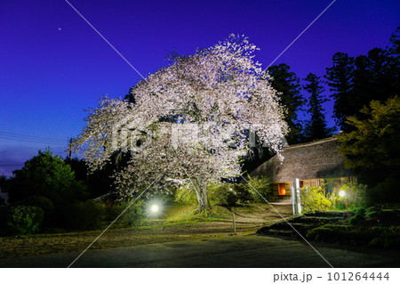 ライトアップされた夜桜 ライトアップされた夜桜 101264444