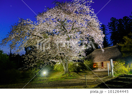 夜桜と古民家 101264445
