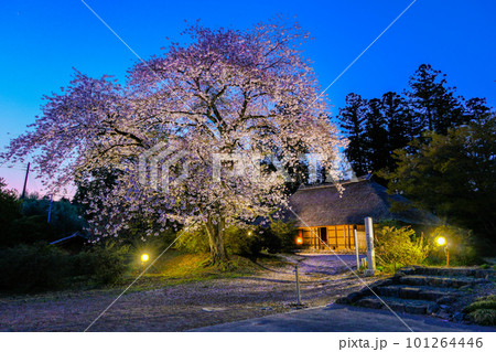 夕暮れの古民家と桜 夕暮れの古民家と桜 101264446