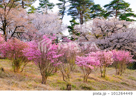 アカヤシオとサクラ 101264449