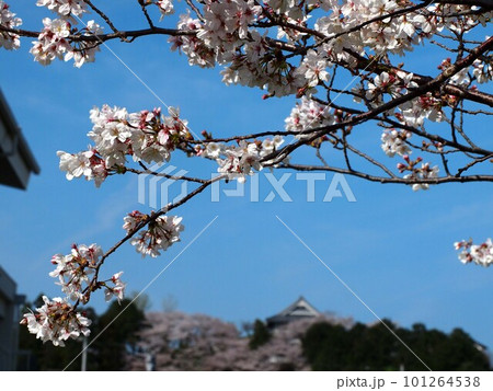 青空と花をつけたソメイヨシノの枝（春の日差しを浴びた満開の桜） 101264538
