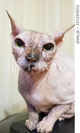 Sphinx cat without fur close-up. A bald cat 101264652