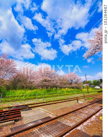 小湊鉄道沿線の4月春爛漫 101264687