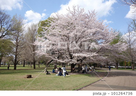 都立武蔵国分寺公園の桜（泉地区） 101264736
