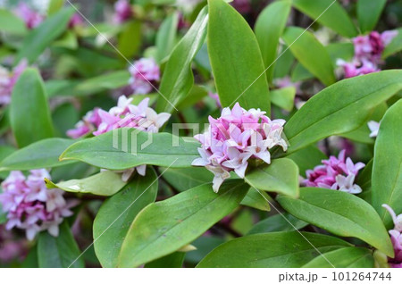 沈丁花(ジンチョウゲ)三大香木 沈丁花(ジンチョウゲ)三大香木 101264744