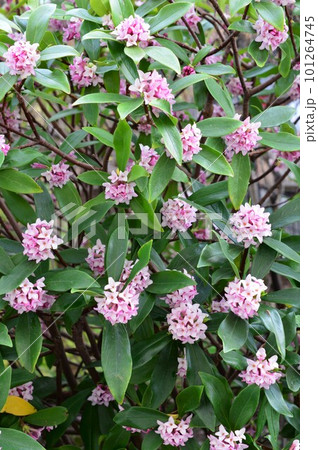 沈丁花(ジンチョウゲ)三大香木 沈丁花(ジンチョウゲ)三大香木 101264745