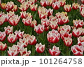 赤と白のバイカラーチューリップ 101264758