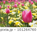 春の花壇に咲くチューリップのピンクの花 101264760