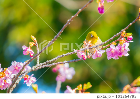 早春の綺麗な河津桜を飛びまわり蜜を吸うメジロ 101264795