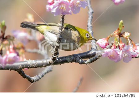 早春の綺麗な河津桜を飛びまわり蜜を吸うメジロ 早春の綺麗な河津桜を飛びまわり蜜を吸うメジロ 101264799