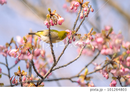 早春の綺麗な河津桜を飛びまわり蜜を吸うメジロ 101264803