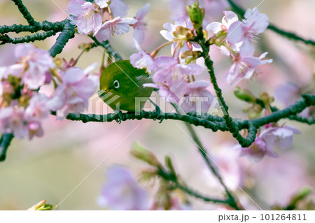 早春の綺麗な河津桜を飛びまわり蜜を吸うメジロ 101264811