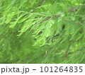 ラクウショウの葉 101264835
