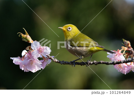 早春の綺麗な河津桜を飛びまわり蜜を吸うメジロ 101264849