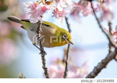 早春の綺麗な河津桜を飛びまわり蜜を吸うメジロ 101264888