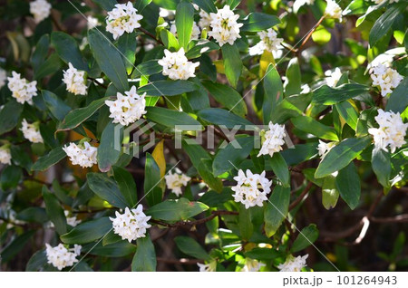 白花沈丁花（シロバナジンチョウゲ） 101264943
