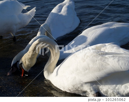White swans in a lake White swans in a lake 101265062