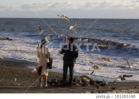 man and woman feed seagulls on the seashore in spring 101265190