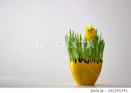 Green plant planted in an egg-shaped pot and Yellow easter chick in a flower pot Green plant planted in an egg-shaped pot and Yellow easter chick in a flower pot 101265241