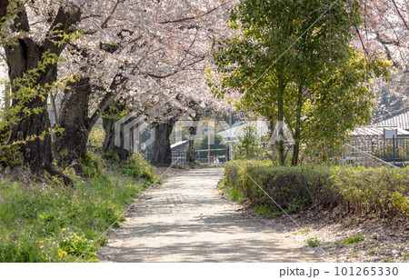 桜　波志江沼 101265330