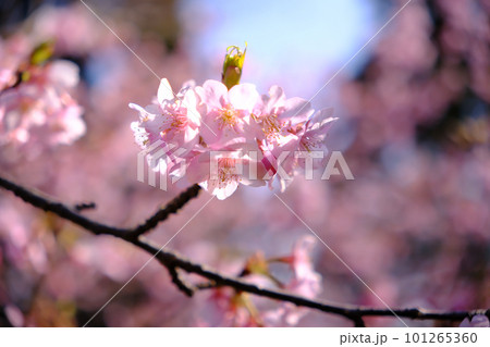 春の陽光を浴びる桜 101265360