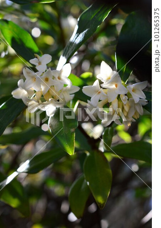 白いジンチョウゲの花 白花沈丁花 白いジンチョウゲの花 白花沈丁花 101265375