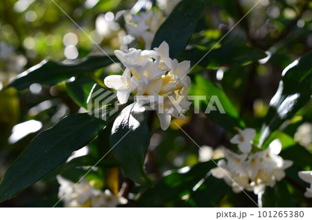 白花沈丁花 (シロバナジンチョウゲ) 白花沈丁花 (シロバナジンチョウゲ) 101265380