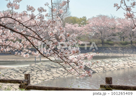 桜　波志江沼 101265409