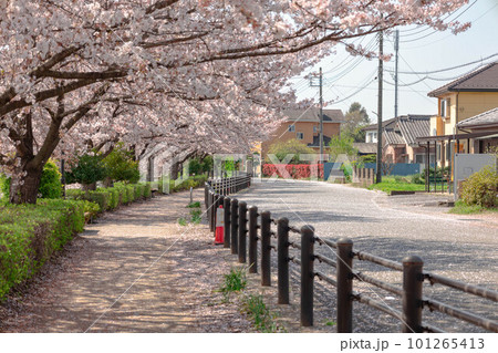 桜 波志江沼 桜 波志江沼 101265413