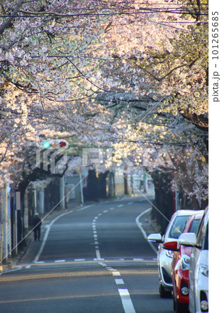 満開の桜のトンネルを抜ける車 【千葉県松戸市さくら通りにて】 満開の桜のトンネルを抜ける車 【千葉県松戸市さくら通りにて】 101265685