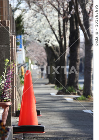 道路に設置された赤いカラーコーンと桜　【千葉県松戸市さくら通りにて】 101265695