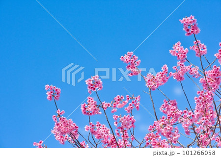 満開のカンヒザクラ 101266058