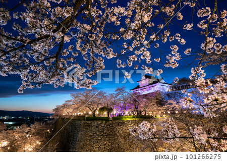 岡山県 鶴山公園 ライトアップされた桜と津山城 岡山県 鶴山公園 ライトアップされた桜と津山城 101266275