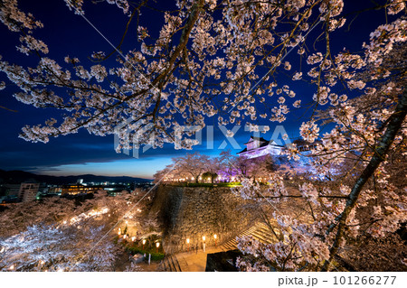 岡山県 鶴山公園 ライトアップされた桜と津山城 岡山県 鶴山公園 ライトアップされた桜と津山城 101266277