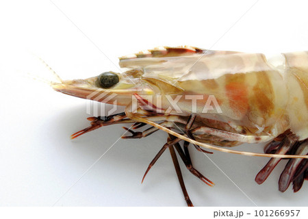エビ 101266957