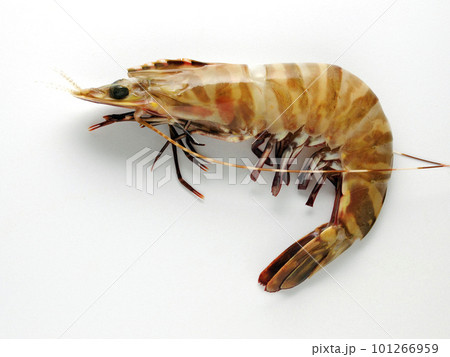 エビ エビ 101266959