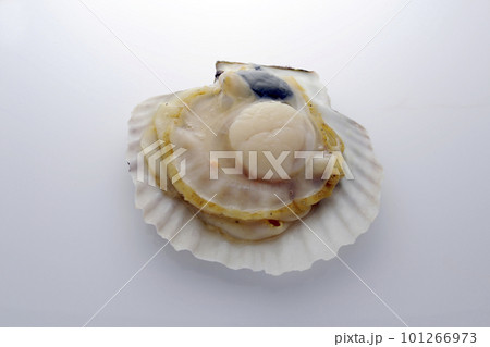 帆立貝 帆立貝 101266973