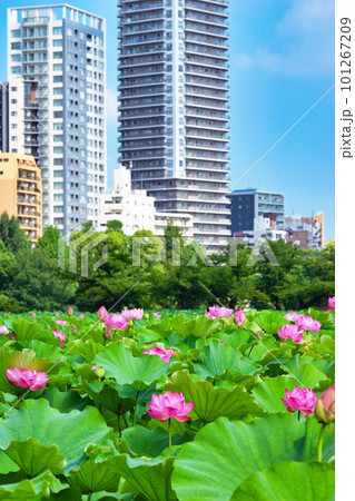 上野 不忍池の美しい蓮の花　（東京都台東区） 101267209