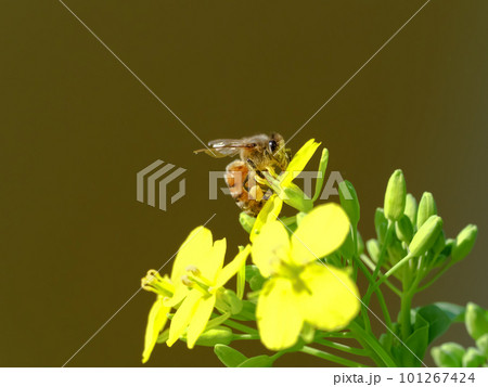 菜の花の蜜を吸うミツバチ 101267424