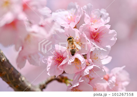 満開の桜の蜜を吸うミツバチ 満開の桜の蜜を吸うミツバチ 101267558