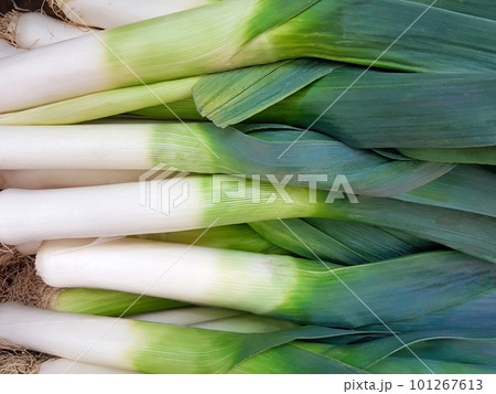 Organic Leek background. Raw green leeks Organic Leek background. Raw green leeks 101267613