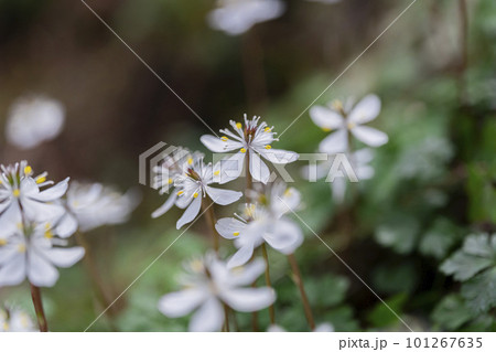 春の野山に自生するバイカオウレン 春の野山に自生するバイカオウレン 101267635
