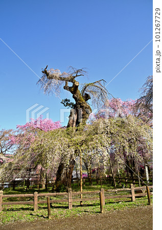 埼玉県秩父市荒川上田野 清雲寺の美しいしだれ桜 埼玉県秩父市荒川上田野 清雲寺の美しいしだれ桜 101267729