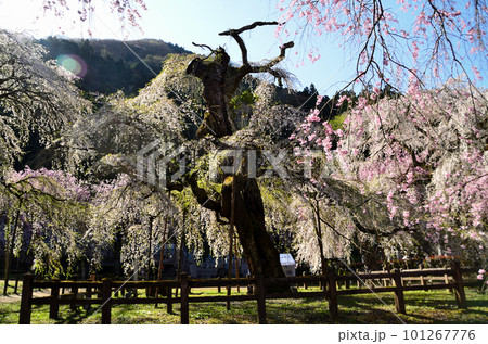 埼玉県秩父市荒川上田野 清雲寺の美しいしだれ桜 埼玉県秩父市荒川上田野 清雲寺の美しいしだれ桜 101267776