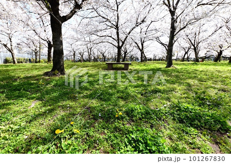 春の城北公園 春の城北公園 101267830
