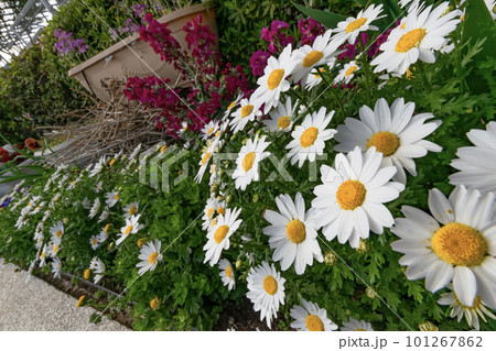 春の花壇に咲くマーガレット 春の花壇に咲くマーガレット 101267862