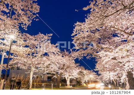 （福島県富岡町）夜の森公園・桜トンネル　ライトアップ 101267904