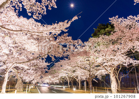 （福島県富岡町）夜の森公園・桜トンネル　ライトアップ 101267908