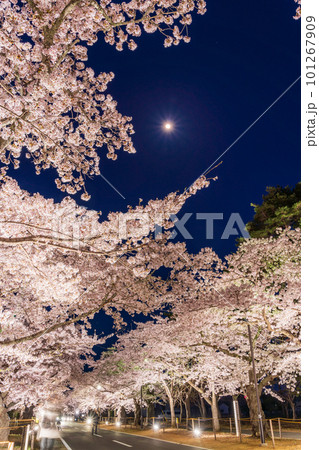 （福島県富岡町）夜の森公園・桜トンネル　ライトアップ 101267909